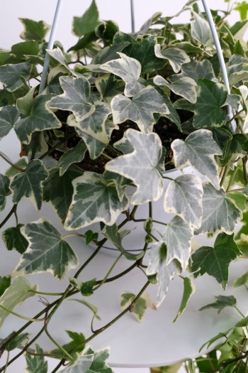 Плющ звичайний Варієгата | Hedera helix Variegata | Плющ обыкновенный Вариегата